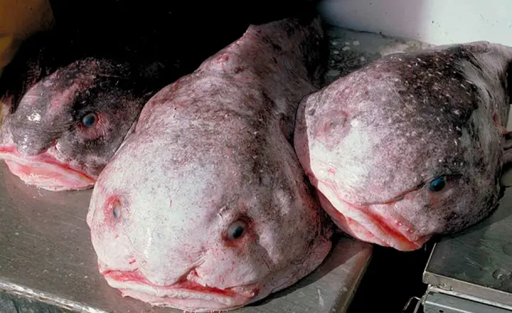 1810 peixe bolha layout site