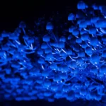 Microrganismos invisíveis que sustentam a floresta amazônica Microrganismos invisíveis que sustentam a floresta amazônica