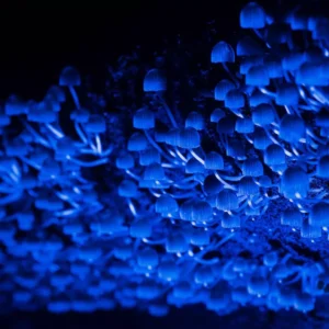 Microrganismos invisíveis que sustentam a floresta amazônica Microrganismos invisíveis que sustentam a floresta amazônica