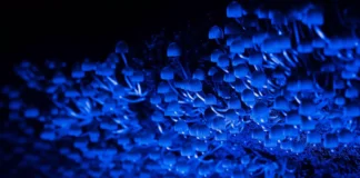 Microrganismos invisíveis que sustentam a floresta amazônica