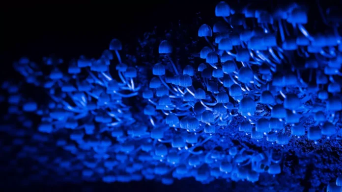 Microrganismos invisíveis que sustentam a floresta amazônica