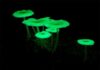 Plantas que brilham no escuro? Descubra os fungos bioluminescentes Plantas que brilham no escuro? Descubra os fungos bioluminescentes