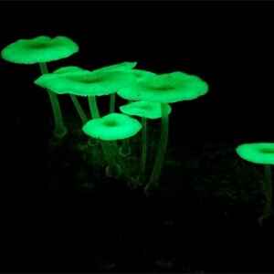 Plantas que brilham no escuro? Descubra os fungos bioluminescentes Plantas que brilham no escuro? Descubra os fungos bioluminescentes