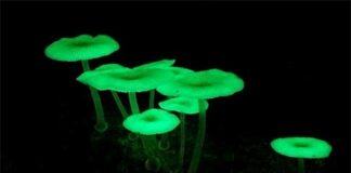 Plantas que brilham no escuro? Descubra os fungos bioluminescentes