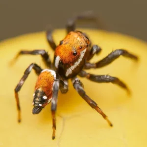 Aranhas coloridas da floresta: perigo ou beleza?
