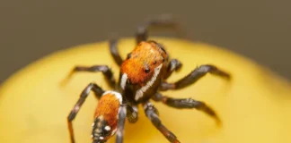 Aranhas coloridas da floresta: perigo ou beleza?