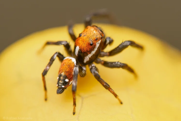 Aranhas coloridas da floresta: perigo ou beleza? 3 Aranhas coloridas da floresta: perigo ou beleza?