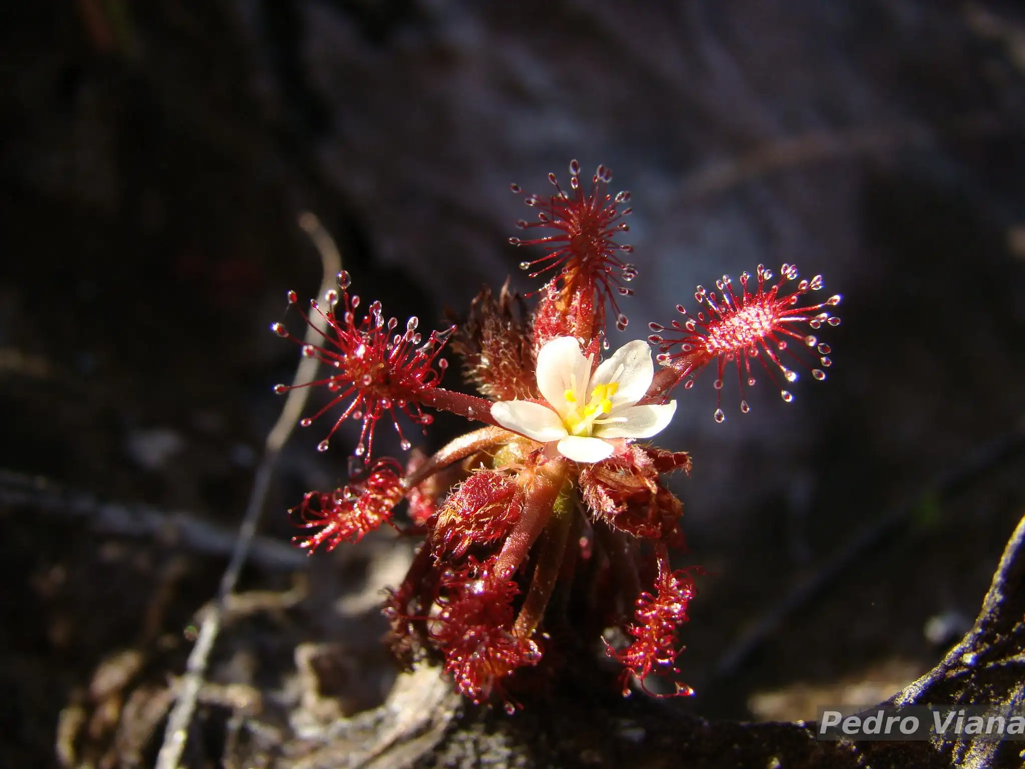 299572972 Plantas carnívoras dos igarapés e suas armadilhas naturais