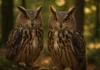 3 razões pelas quais as corujas são caçadoras perfeitas 3 razões pelas quais as corujas são caçadoras perfeitas