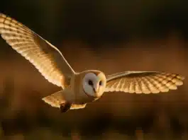 5 curiosidades por trás do voo silencioso da coruja que impressionam até os cientistas