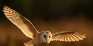 5 curiosidades por trás do voo silencioso da coruja que impressionam até os cientistas