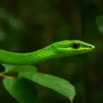 A cobra-verde é venenosa? Entenda sua função no equilíbrio ecológico A cobra-verde é venenosa Entenda sua função no equilíbrio ecológico