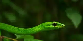 A cobra-verde é venenosa Entenda sua função no equilíbrio ecológico