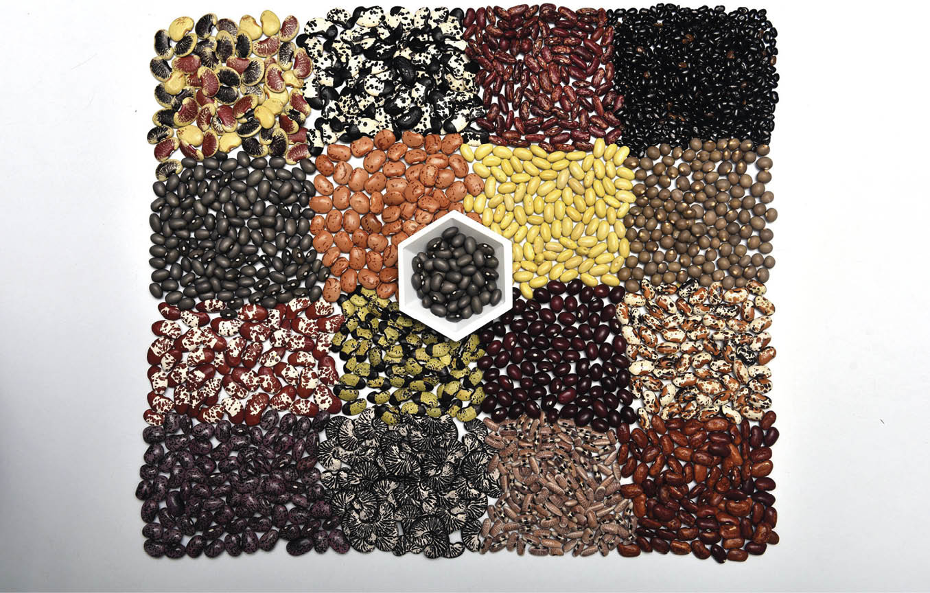 A diversidade de culturas é necessária hoje para a segurança alimentar e nutricional de amanhã