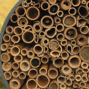 As abelhas são afetadas por temperaturas mais altas e uso mais intensivo da terra Abelhas aguardam dormindo em um ninho artificial feito de junco por condições favoráveis de voo. Diferentes espécies fecham as entradas dos ninhos com argila ou restos de plantas
