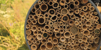 Abelhas aguardam dormindo em um ninho artificial feito de junco por condições favoráveis de voo. Diferentes espécies fecham as entradas dos ninhos com argila ou restos de plantas