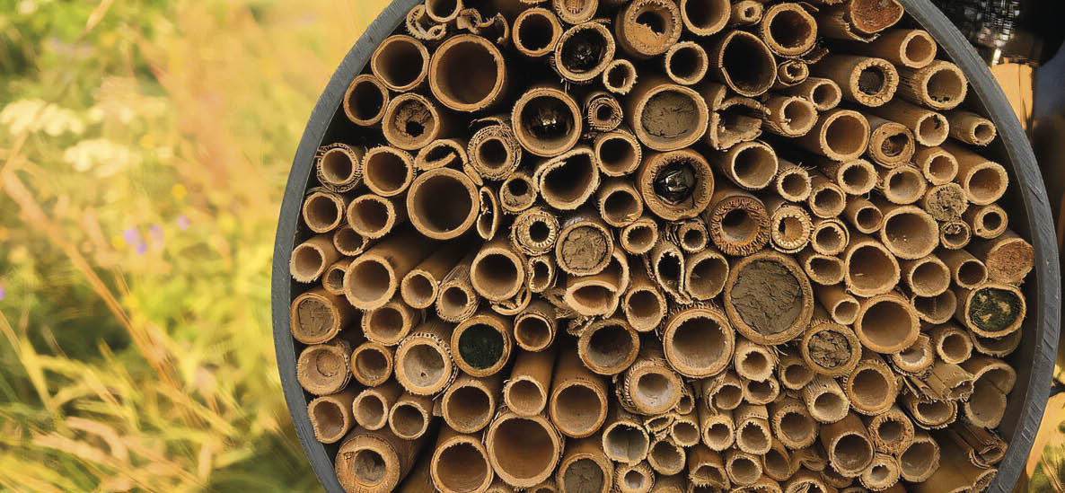 As abelhas são afetadas por temperaturas mais altas e uso mais intensivo da terra 4 Abelhas aguardam dormindo em um ninho artificial feito de junco por condições favoráveis de voo. Diferentes espécies fecham as entradas dos ninhos com argila ou restos de plantas
