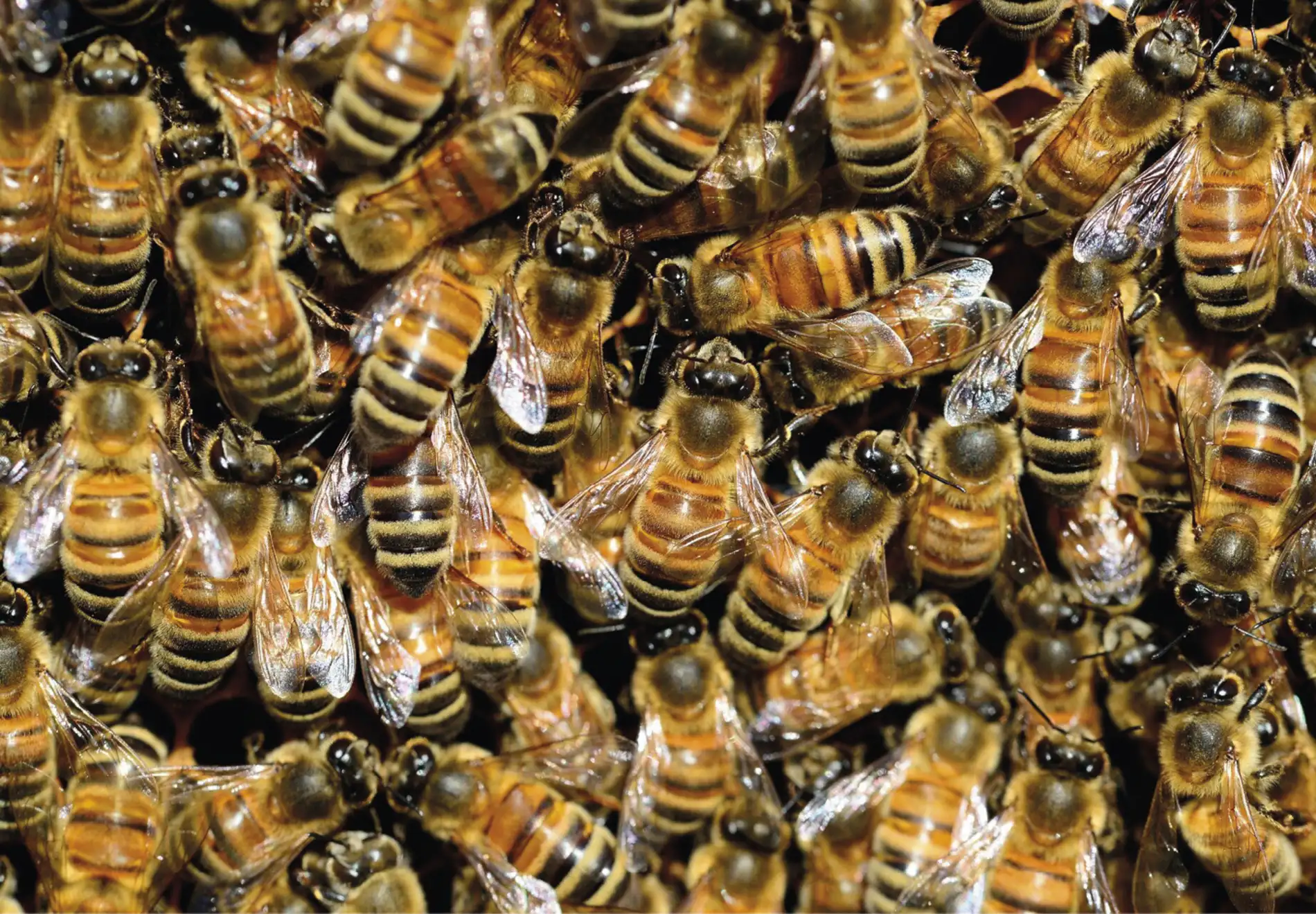 Abelhas selvagens emergem dos ninhos antes para cada aumento na temperatura