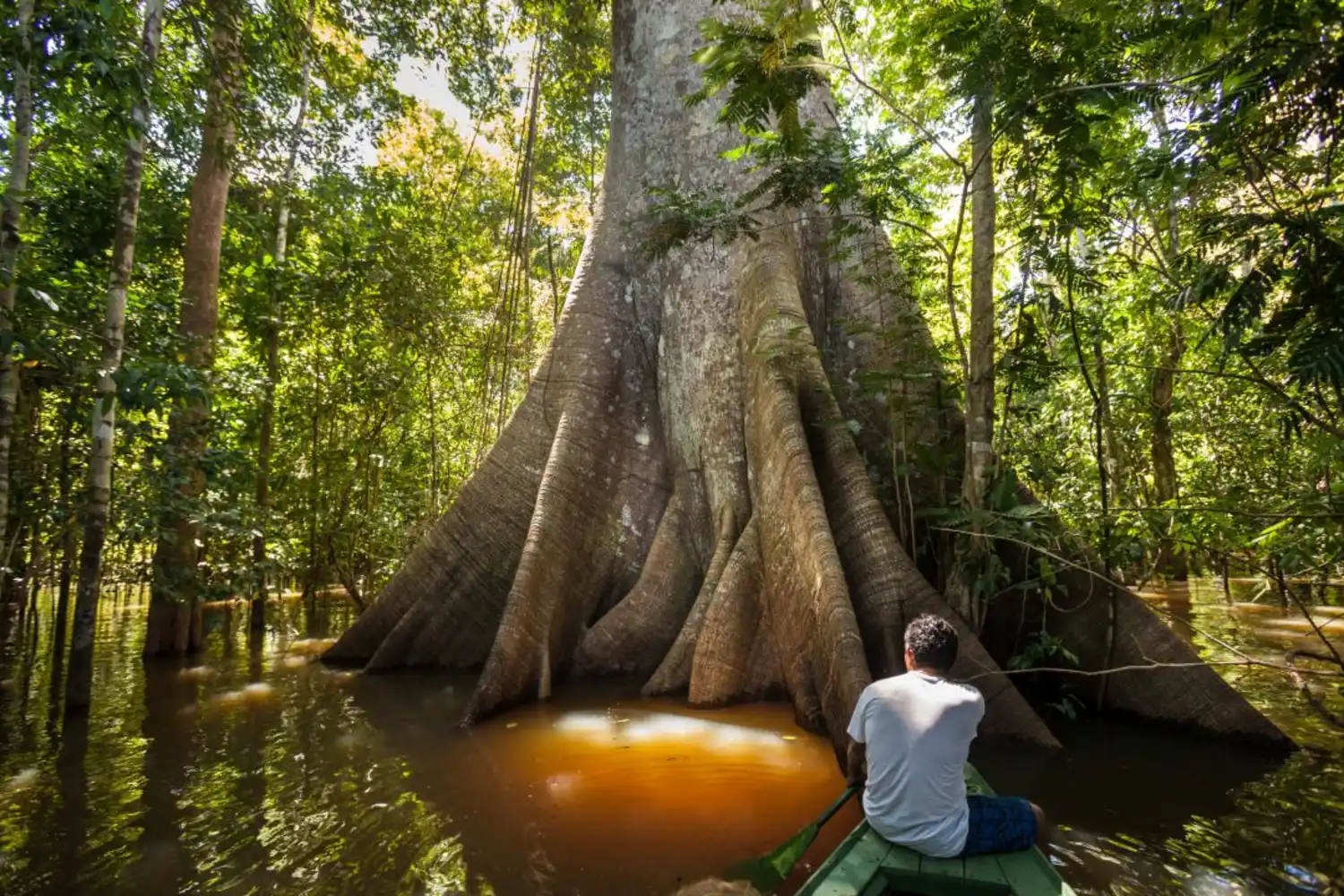 AdobeStock_210707508 Árvores Sagradas da Amazônia - Memória Viva da Floresta