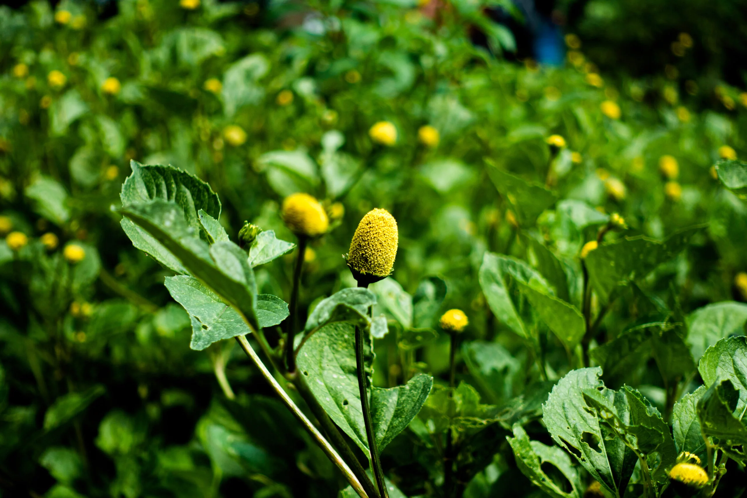 AdobeStock_564663880-scaled-1 Tacacá e a magia dos sabores amazônicos