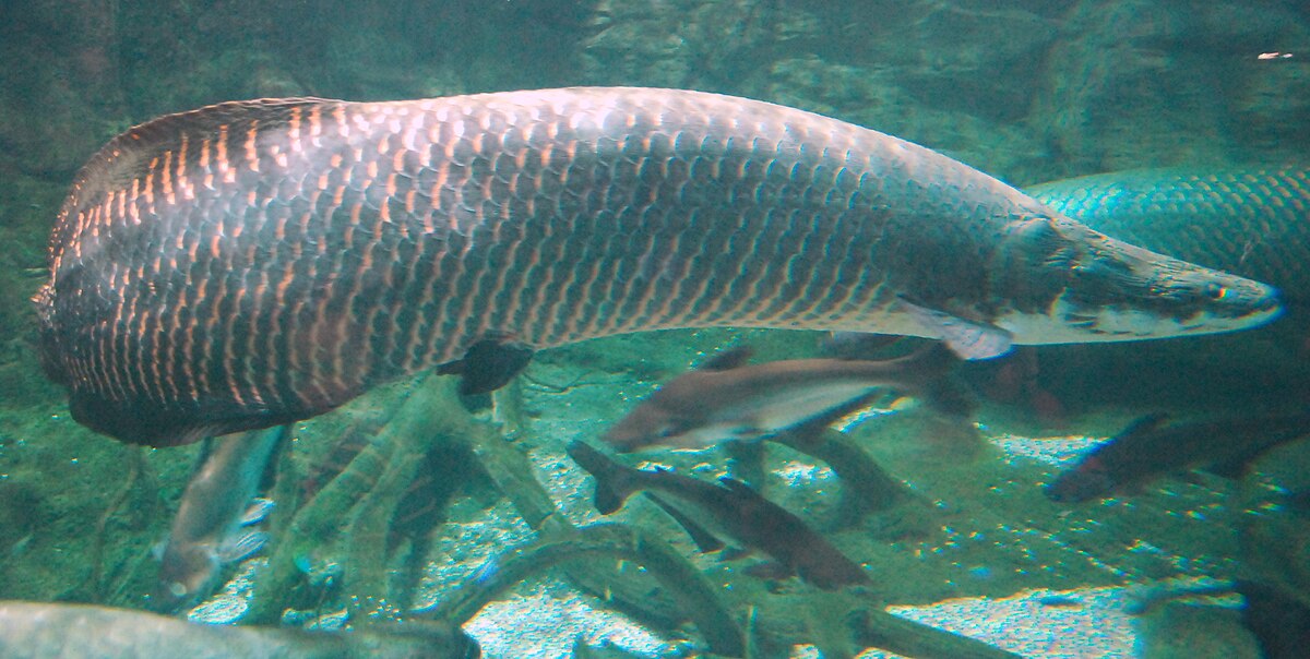Arapaima gigas at Beijing aquarium
