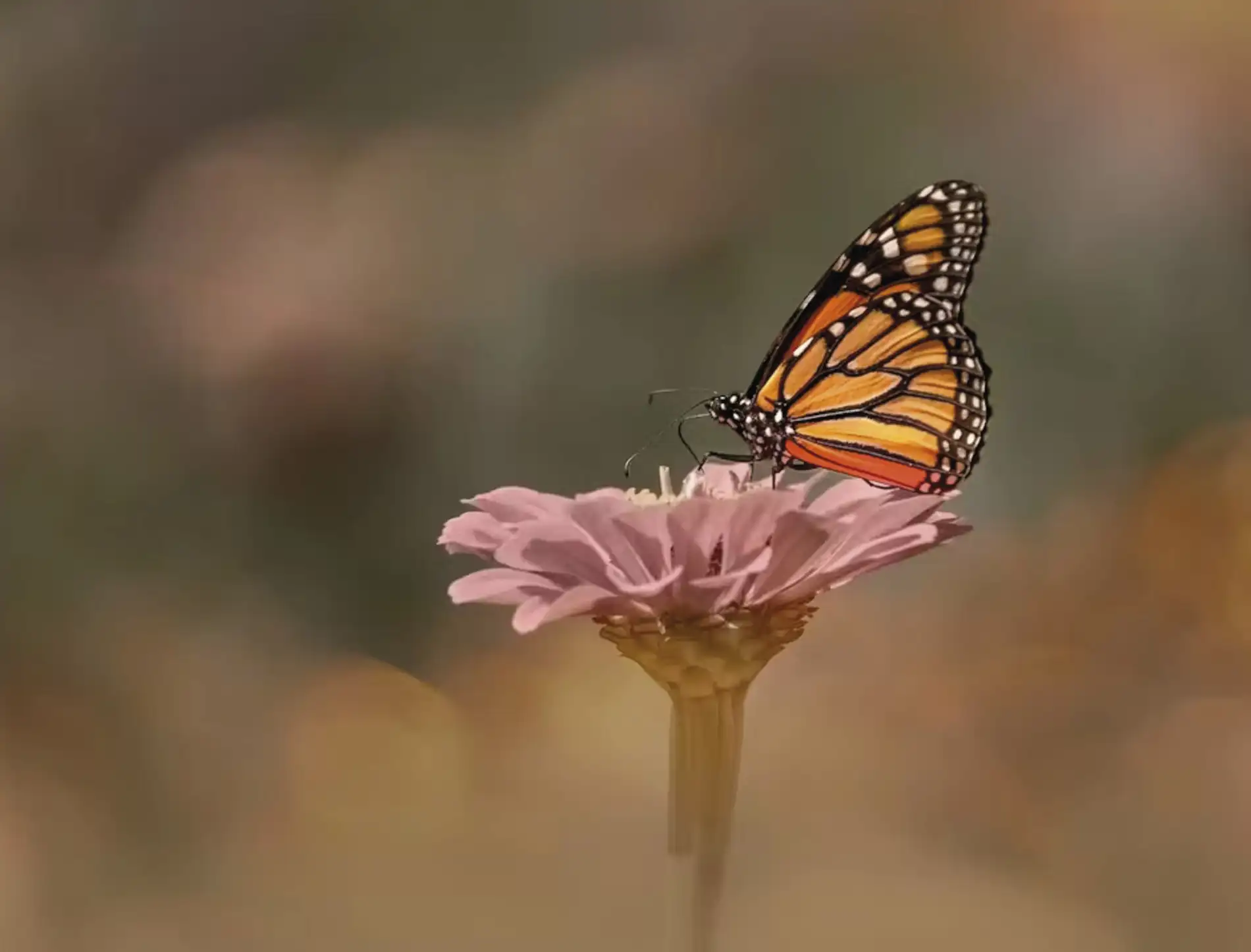 As borboletas monarca migram todos os anos e dependem das