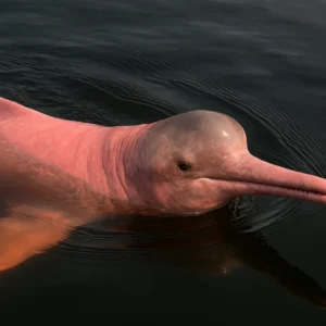 Boto-vermelho: 5 fatos reais da sua importância muito além das lendas Boto-vermelho 5 fatos reais da sua importância muito além das lendas