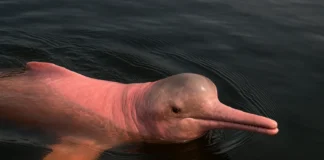 Boto-vermelho 5 fatos reais da sua importância muito além das lendas