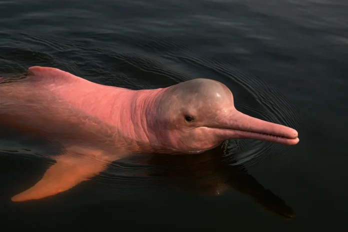 Boto-vermelho 5 fatos reais da sua importância muito além das lendas