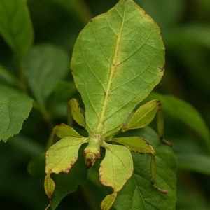 Bicho-folha: O invisível mestre da camuflagem O bicho-folha e sua camuflagem perfeita na Amazônia