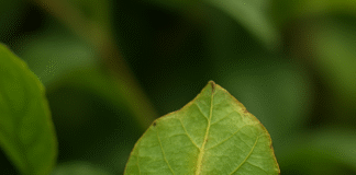 O bicho-folha e sua camuflagem perfeita na Amazônia