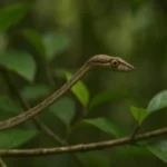 Cobra-cipó usa 3 truques de camuflagem para enganar até predadores experientes