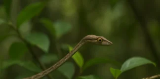 Cobra-cipó usa 3 truques de camuflagem para enganar até predadores experientes