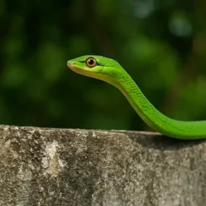 Cobra-verde apareceu no muro? Veja se ela é perigosa e como afastar sem agredir me mostre outra imagem, em angulo bem diferente