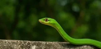 me mostre outra imagem, em angulo bem diferente