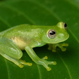 Como a perereca-de-vidro usa a transparência como estratégia de defesa Como a perereca-de-vidro usa a transparência como estratégia de defesa