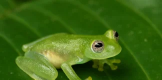 Como a perereca-de-vidro usa a transparência como estratégia de defesa