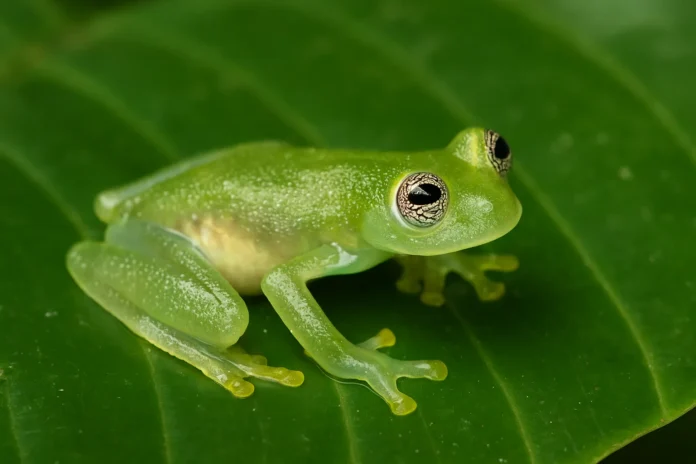 Como a perereca-de-vidro usa a transparência como estratégia de defesa