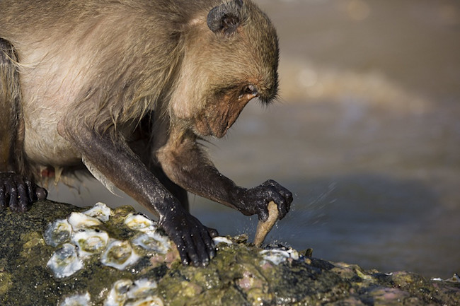 DSC-MK0719_04_long-tailed_macaque_using_tool Os incríveis Macacos fabricantes de ferramentas