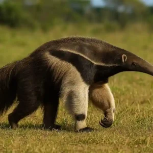 Dieta do tamanduá-bandeira: além de formigas, o que mais ele come ao longo do dia Dieta do tamanduá-bandeira além de formigas, o que mais ele come ao longo do dia