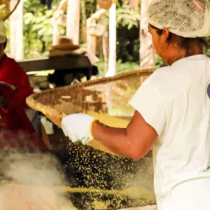 Pesquisa analisa a bioeconomia na Amazônia envolta de caminhos e desafios Amazônia