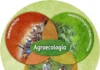 Hortas Agroecológicas na Amazônia – Jovens Guardiões da Floresta Cultivam o Futuro Jovens da Amazônia cultivam hortas e protegem a floresta