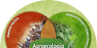 Jovens da Amazônia cultivam hortas e protegem a floresta