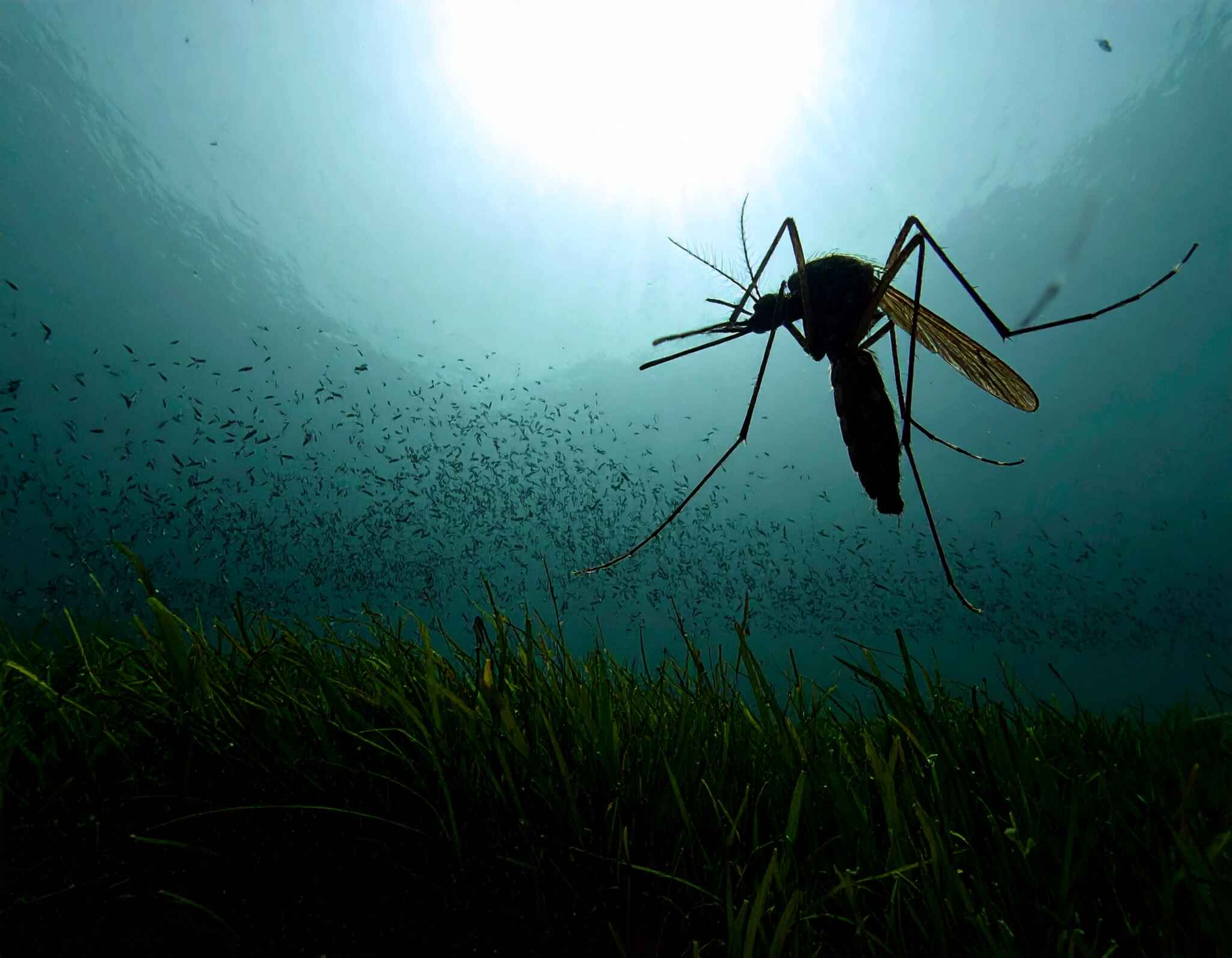 A importância dos mosquitos no ciclo natural da Amazônia