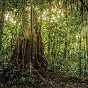 A preservação da biodiversidade na Amazônia Floresta amazônica