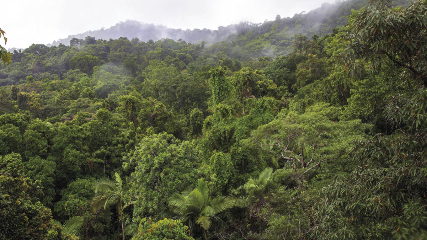 O aquecimento climático NÃO vai ser tão quente 1 Floresta tropical Queensland - costa leste da Austrália
