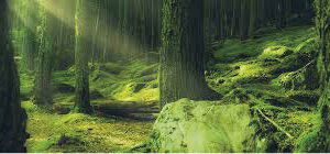 Florestas saudáveis são essenciais para os esforços em prol do clima e da biodiversidade! Colocando isso em prática por meio do Acordo Tripartite Verde, aprimorando o reflorestamento e protegendo a biodiversidade