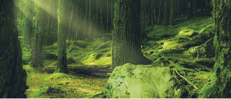 20ª Sessão do UNFF - Fórum das Nações Unidas sobre Florestas 12 Florestas saudáveis são essenciais para os esforços em prol do clima e da biodiversidade! Colocando isso em prática por meio do Acordo Tripartite Verde, aprimorando o reflorestamento e protegendo a biodiversidade