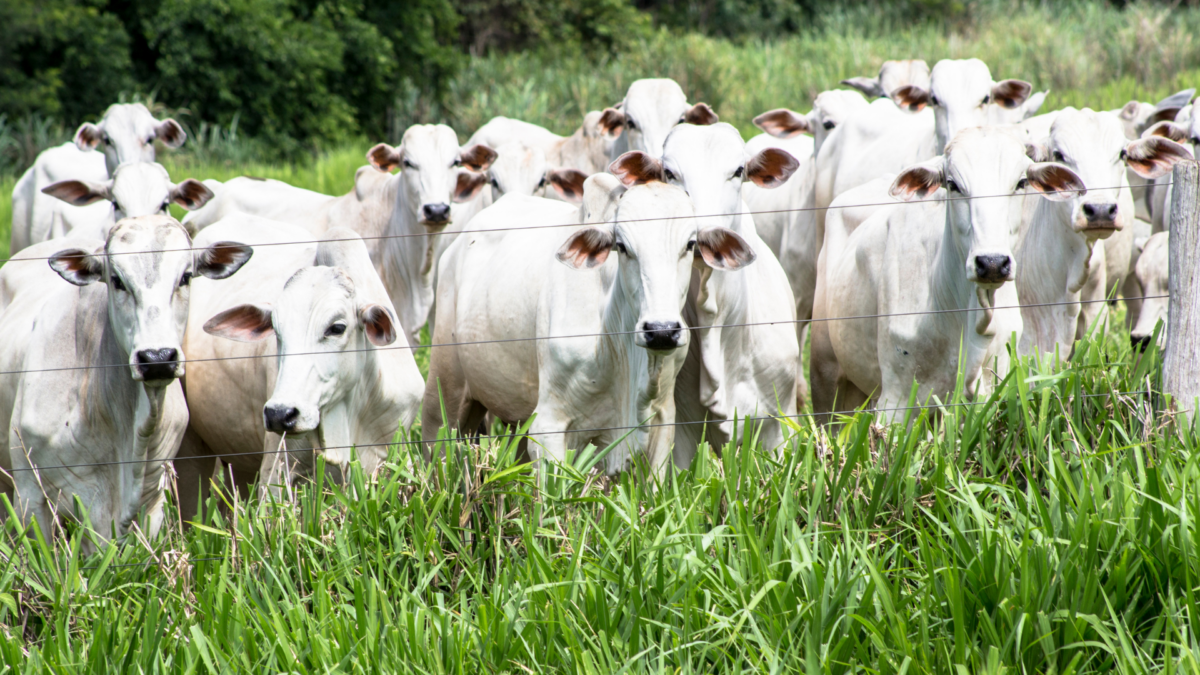 Marcadores moleculares elevam a qualidade da carne Nelore