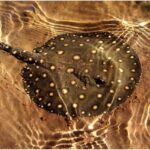 Arraia de água doce na Amazônia — hábitos e perigos Arraia de água doce na Amazônia — hábitos e perigos